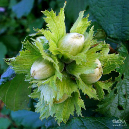 Лещина обыкновенная Ноттингем