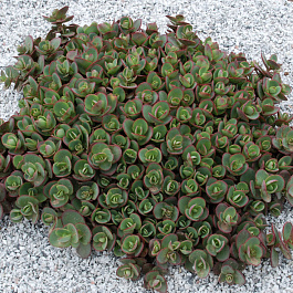 Седум Санспаклер Лайм Зингер НАБОР 2ШТ