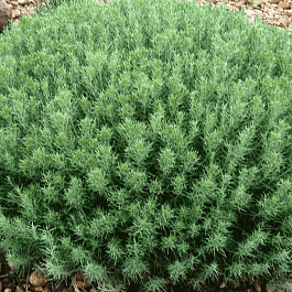 Тимьян обыкновенный Fredo Compact