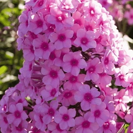 Флокс метельчатый Miss Pepper