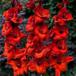 Гладиолус крупноцветковый Браун Шугар