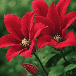 Клематис Gravetye Beauty