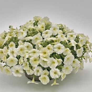 Петуния ампельная Саксесс Еллоу Шифон