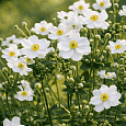 Анемона японская Honorine Jobert