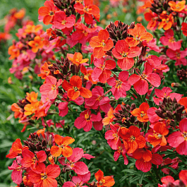 Желтушник льнолистный Constant Cheer