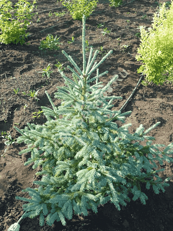 Ель лидзянская var. rubescens