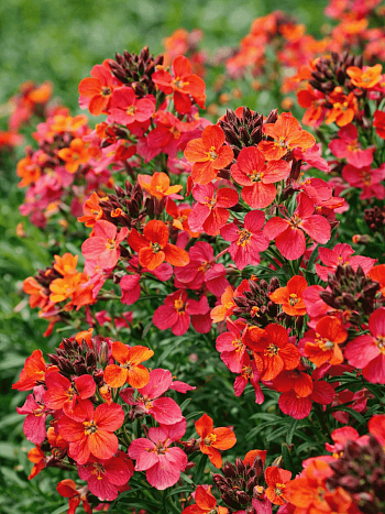 Желтушник льнолистный Constant Cheer