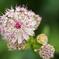 Астранция большая Sunningdale Variegated Астранция большая Sunningdale Variegated