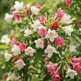 Вейгела цветущая Marjorie