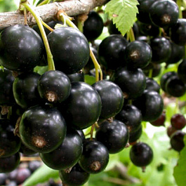 Смородина черная Черный Аист