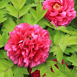 Пион древовидный Райзинг сан