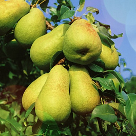 Груша плодовая Чусовая