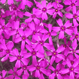 Флокс шиловидный Scarlet flame