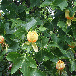 Лириодендрон тюльпанный Crispum 