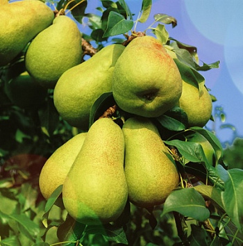 Груша плодовая Чусовая