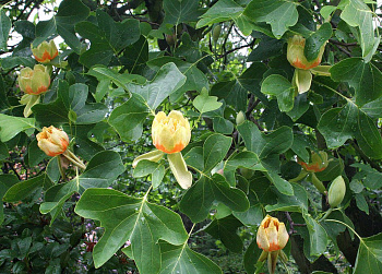 Лириодендрон тюльпанный Crispum 