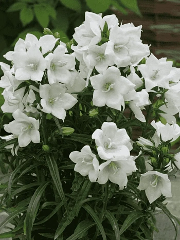 Колокольчик персиколистный Takion White