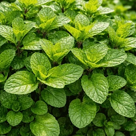 Мята Виллоза