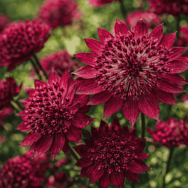 Астранция большая Ruby Cloud