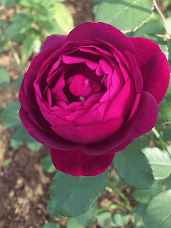 Роза чайно-гибридная Vino Rosso