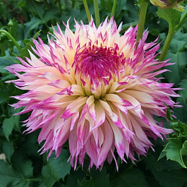 Георгина Бахромчатая Пайнлендс Принцесс