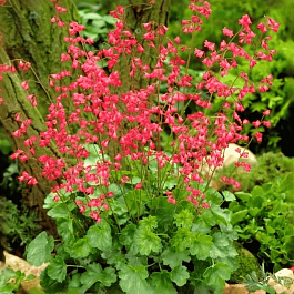 Гейхера Leuchtkafer