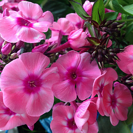 Флокс метельчатый Лариса