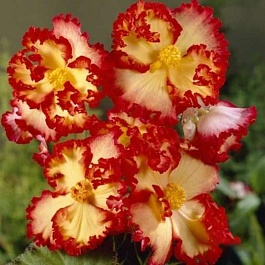Бегония Клубневая Crispa Marginata Yellow Red
