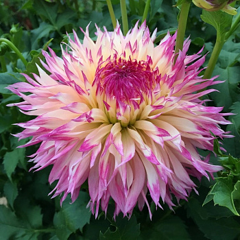 Георгина Бахромчатая Пайнлендс Принцесс Георгина Бахромчатая Пайнлендс Принцесс