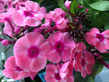 Флокс метельчатый Лариса