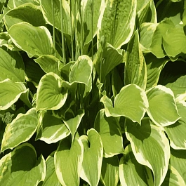 Хоста Tambourine