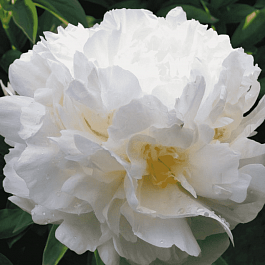 Пион Молочноцветковый Baroness Schroeder