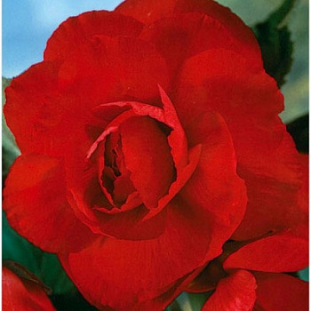 Бегония махровая Скарлет