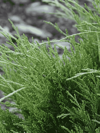 Можжевельник казацкий  Hicksii