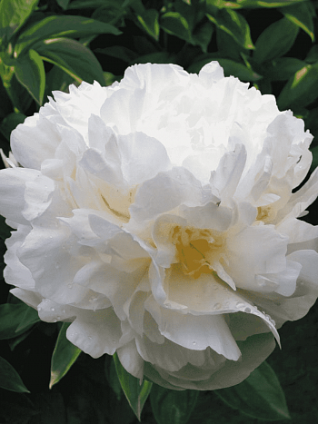 Пион Молочноцветковый Baroness Schroeder