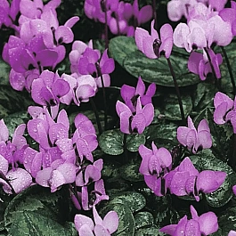 Цикламен косский Icebrake