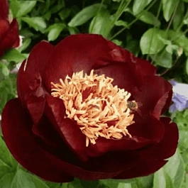 Пион ИТО Dark Eyes