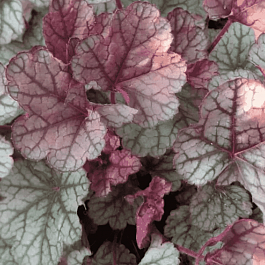 Гейхера Sugar Frosting