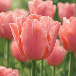 Тюльпан Dragon King