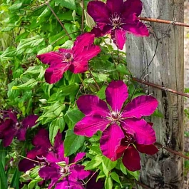 Клематис Westerplatte