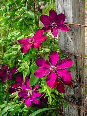 Клематис Westerplatte