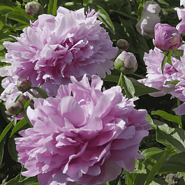 Пион Молочноцветковый Gilbert Barthelot