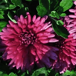 Хризантема корейская Слава