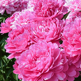 Пион Молочноцветковый Princess Margaret