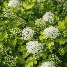 Пузыреплодник калинолистный Cristate