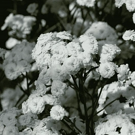 Тысячелистник обыкновенный Parry`s White