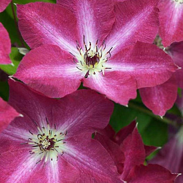 Клематис крупноцветковый Вива Полония