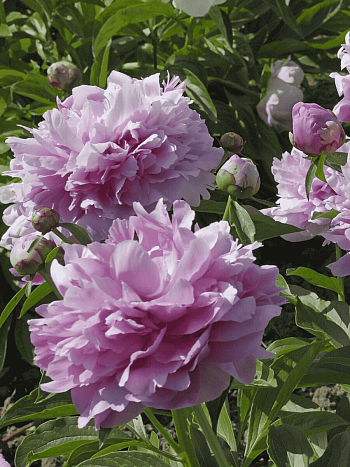 Пион Молочноцветковый Gilbert Barthelot