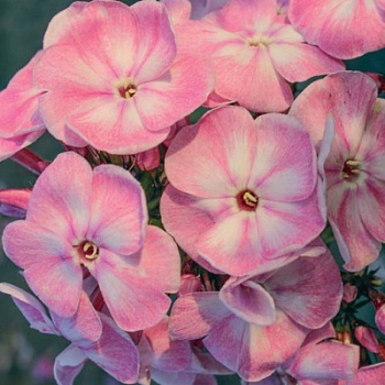 Флокс метельчатый Юник Олд Пинк ПАТИО