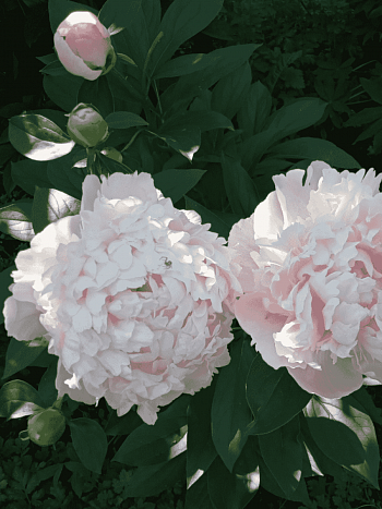 Пион Fairy's Petticoat